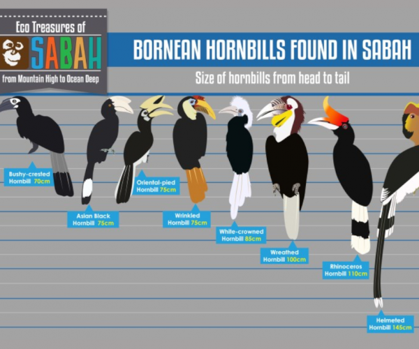 Species of hornbills you can spot in Sabah