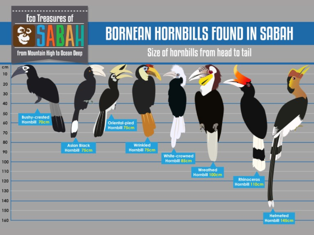 Species of hornbills you can spot in Sabah