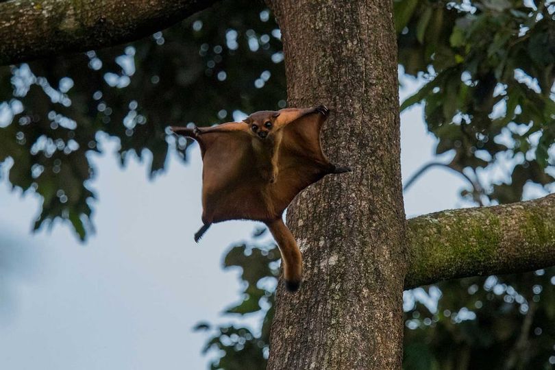 Red Giant Flying Squirrel