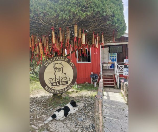 Cuddles and Cool Air at Kundasang’s Alpaca Club