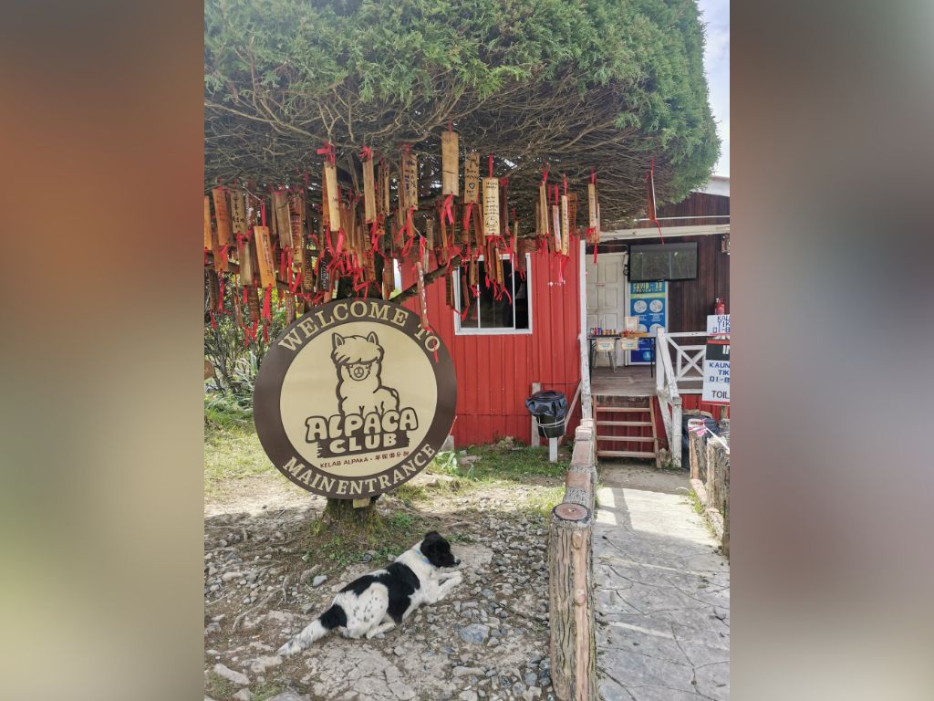 Cuddles and Cool Air at Kundasang’s Alpaca Club