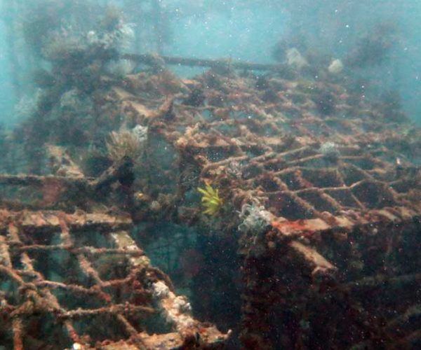 An Artificial Ocean Wonder Beneath Kapalai